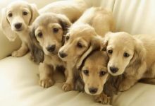 灰度严选又来了,一共有35个代币未来被灰度投资产品考虑纳入的资产_币想网